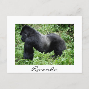 Silverback Gorilla in Ruanda weiße Postkarte