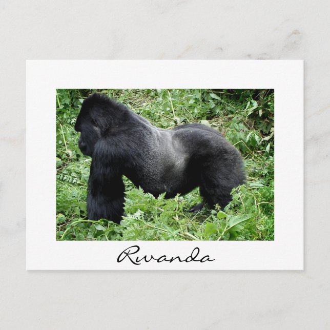 Silverback Gorilla in Ruanda weiße Postkarte (Vorderseite)