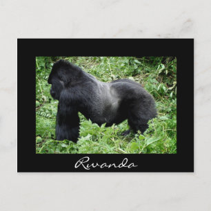 Silverback gorilla noir Rwanda carte postale