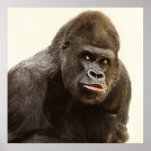 Silverback Gorilla-Portrait