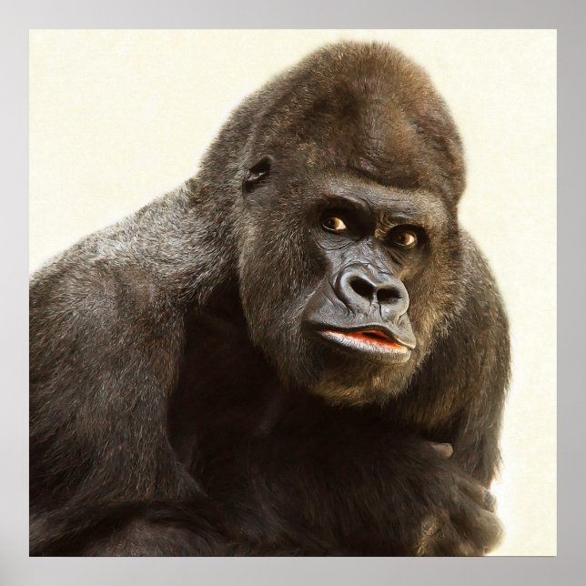 Silverback Gorilla-Portrait Poster (Vorne)