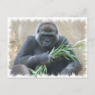 Silverback Gorilla Postcard Postkarte