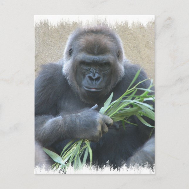 Silverback Gorilla Postcard Postkarte (Vorderseite)