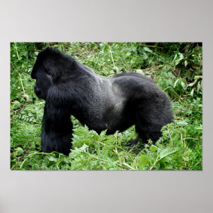 Silverback Gorilla Poster