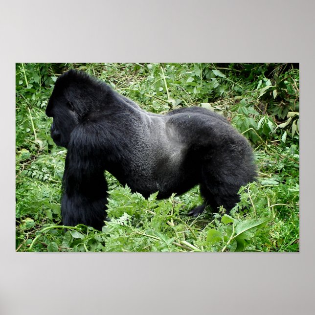 Silverback Gorilla Poster (Vorne)