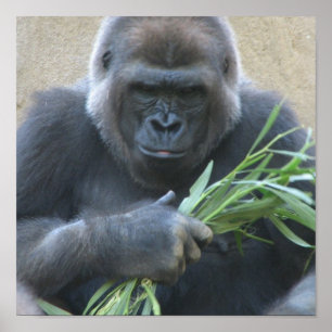 Silverback Gorilla Poster Print