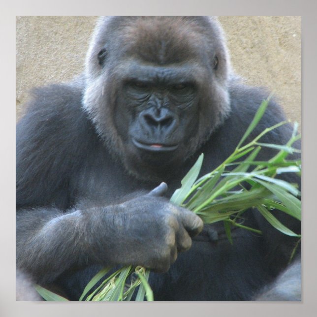 Silverback Gorilla Poster Print (Vorne)
