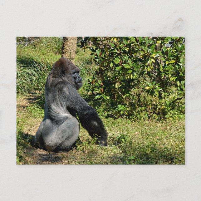 Silverback Gorilla Postkarte (Vorderseite)