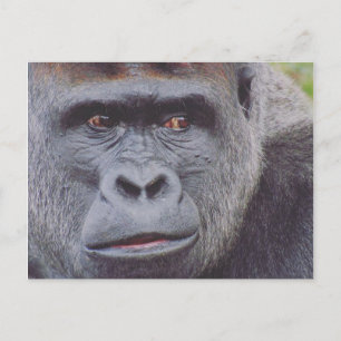 Silverback Gorilla Postkarte