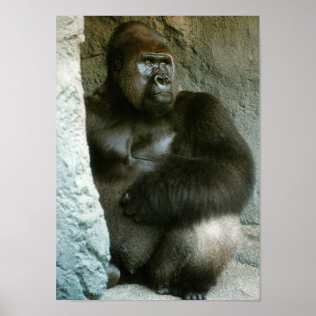 Silverback Gorilla Print Poster (Vorne)