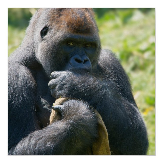 Silverback Gorilla und sein Blankenposter Poster (Vorderseite)