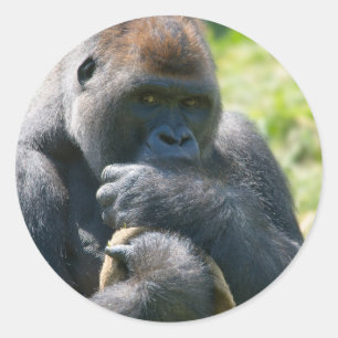 Silverback Gorilla und sein Deckblatt Runder Aufkleber