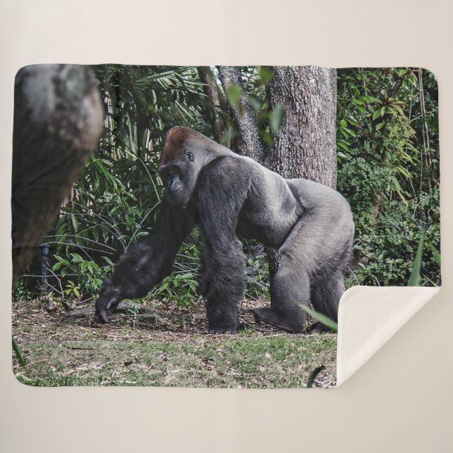 SILVERBACK GORILLOA SHERPADECKE (Vorderseite (Horizontal))