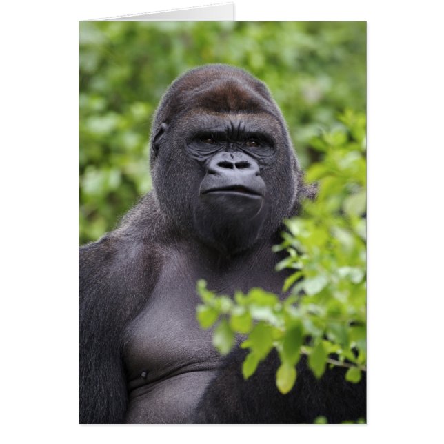 Silverback Lowland Gorilla, Gorilla Gorilla, (Vorne)