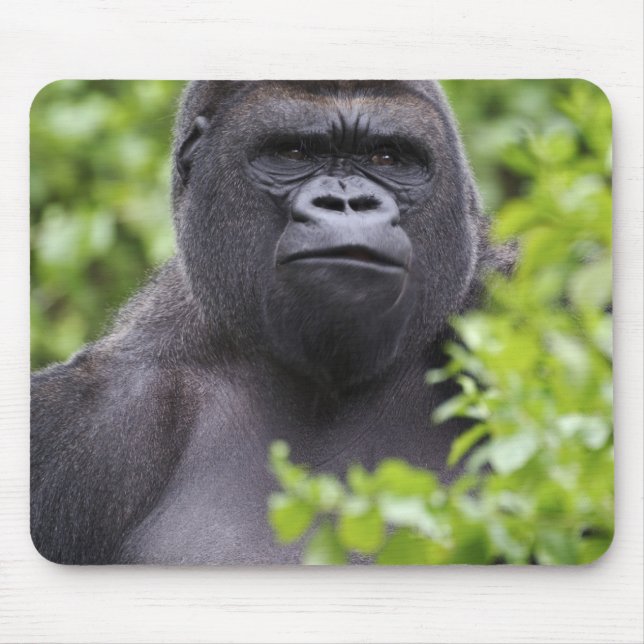 Silverback Lowland Gorilla, Gorilla Gorilla, Mousepad (Vorne)