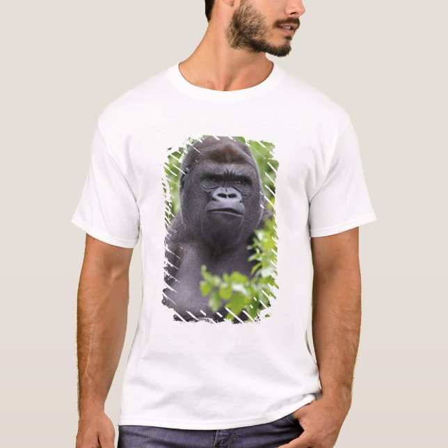 Silverback Lowland Gorilla, Gorilla Gorilla, T-Shirt (Vorderseite)