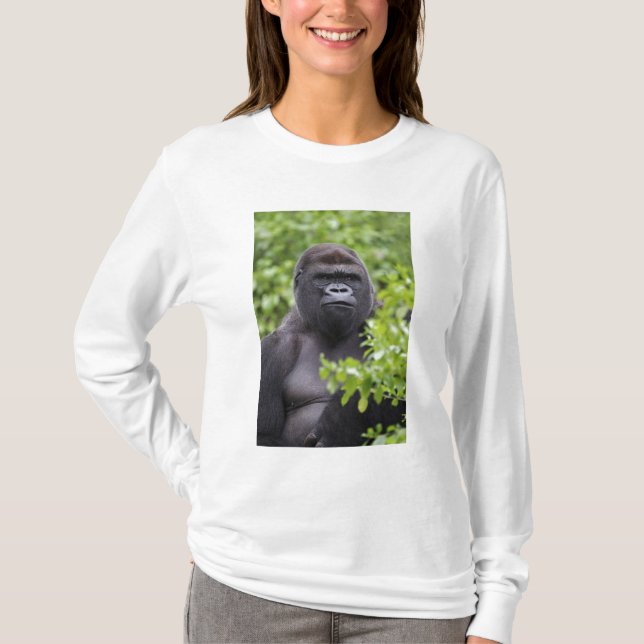 Silverback Lowland Gorilla, Gorilla Gorilla, T-Shirt (Vorderseite)