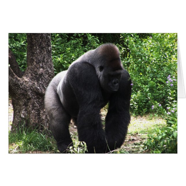Silverback Male Gorilla marche vers le bas.jpg (Devant Horizontal)