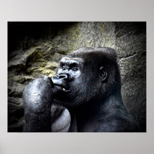 Silverback Mountain Gorilla Denken Poster