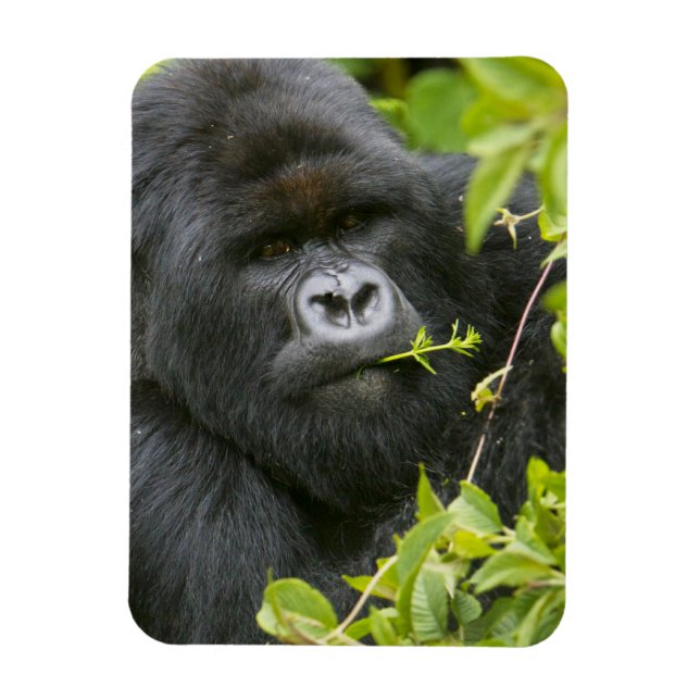 Silverback Mountain Gorilla Magnet (Vertikal)