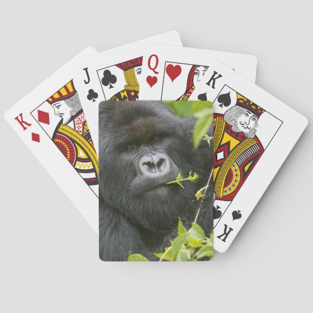 Silverback Mountain Gorilla Spielkarten (Rückseite)