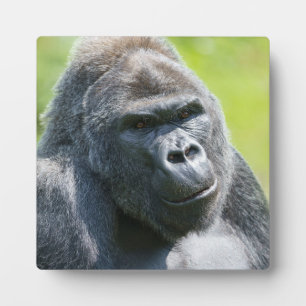 Silverback Portrait Fotoplatte