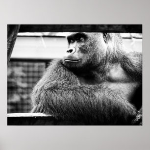 Silverback Poster