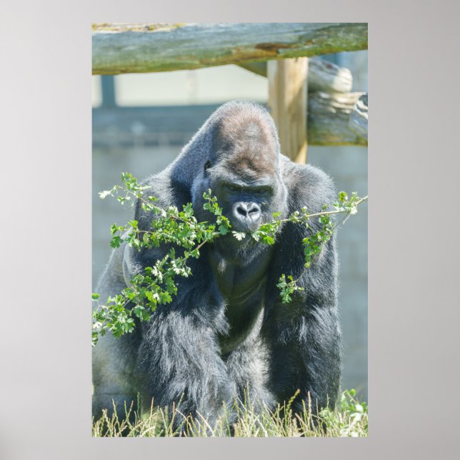 Silverback Snack Time Poster (Vorne)