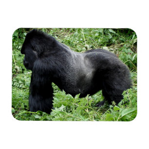 Silverbackgorilla-Fotomagnet Magnet