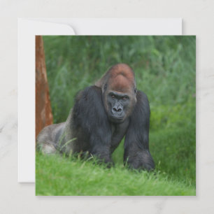 Silverbacks Serenrealm