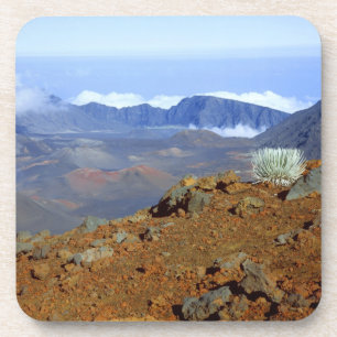 Silversword am Rand des Haleakala-Kraters nahe 2 Untersetzer