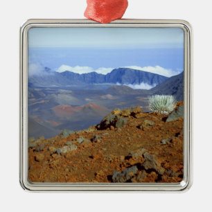 Silversword am Rand des Haleakala-Kraters von nahe Silbernes Ornament