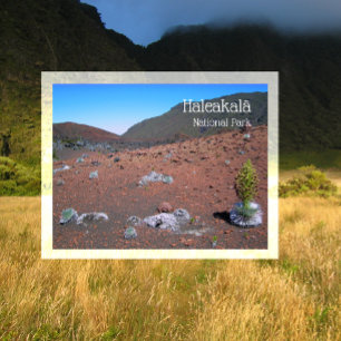 Silversword, Sanddünen, Haleakala Nationalpark Postkarte