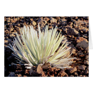 Silversword sur Haleakala, Maui