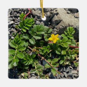 Silverweed Cinquefoil Keramikornament