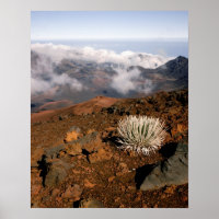 Silverword auf Haleakala Krater Rim ab 3