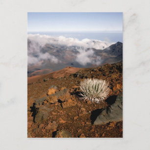 Silverword auf Haleakala Krater Rim ab 3 Postkarte