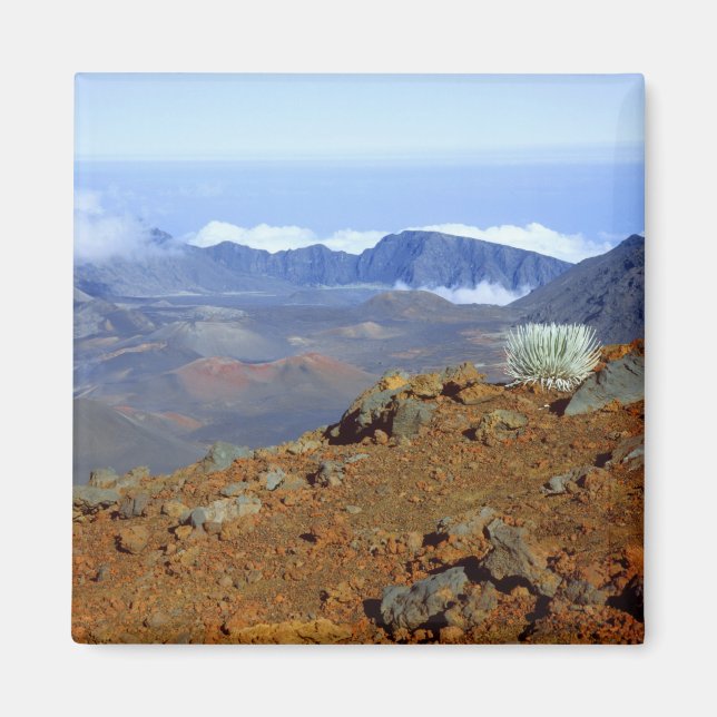 Silverword auf Haleakala Krater Rim von nahe 2 Magnet (Vorne)