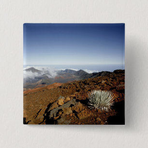 Silverwort auf Haleakala Krater Rim aus der Nähe Button