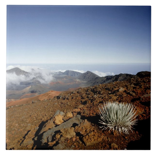 Silverwort auf Haleakala Krater Rim aus der Nähe Fliese (Vorderseite)