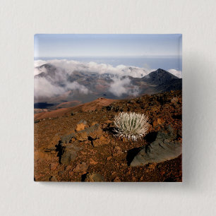 SilverWort auf Haleakala Krater Rim von nahe 3 Button