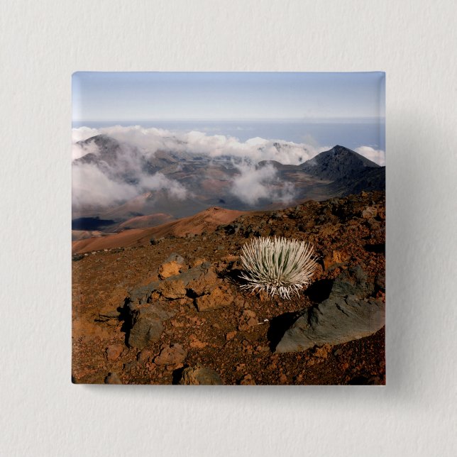 SilverWort auf Haleakala Krater Rim von nahe 3 Button (Vorderseite)