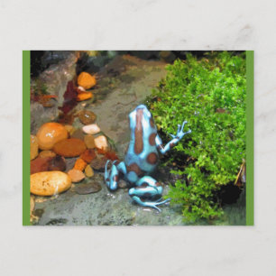 Silvery Blue Dart Frog CB Postkarte