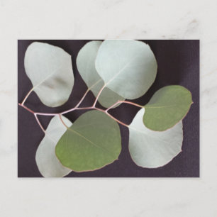 Silvery Leaf 3 - gebildeten Brainfart Postkarte