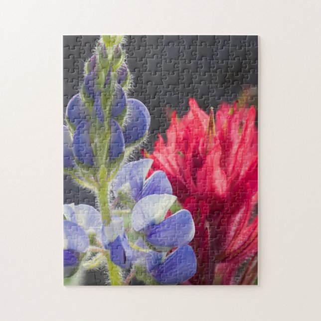 Silvery Lupine, Lavendel Paintbrush (Vertikal)