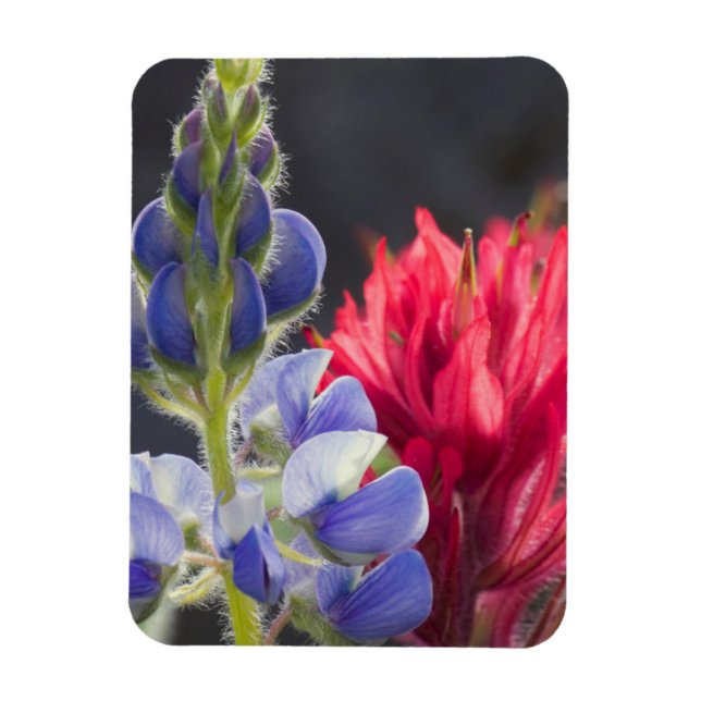 Silvery Lupine, Lavender Paintbrush Magnet (Vertikal)