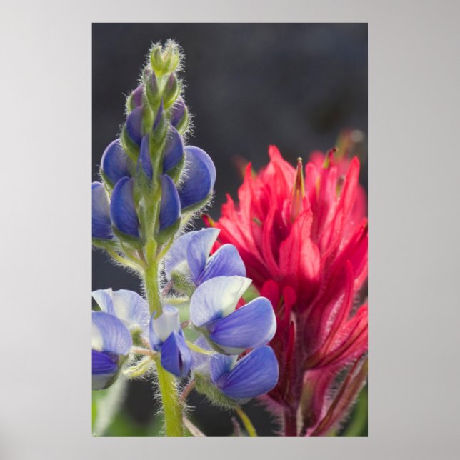 Silvery Lupine, Lavender Paintbrush Poster (Vorne)
