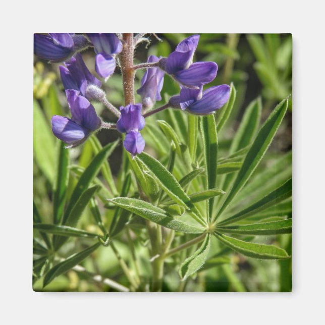 Silvery Lupine Magnet (Vorne)