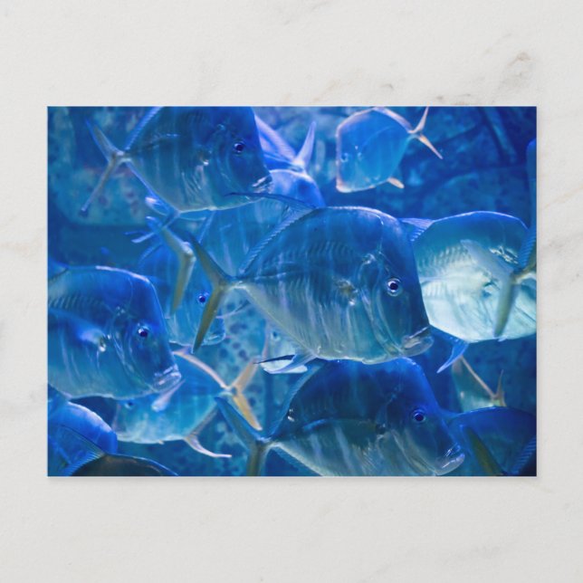 Silvery Tropical Fish Postcard Postkarte (Vorderseite)