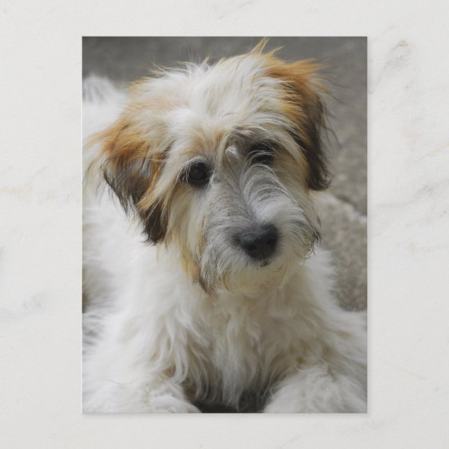 Simba Postkarte (Vorderseite)